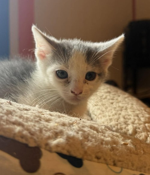 *Anchor, an adoptable Domestic Short Hair in Forest, VA
