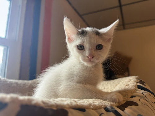 *Arrow, an adoptable Domestic Short Hair in Forest, VA