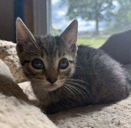 *Amber, an adoptable Domestic Short Hair in Forest, VA