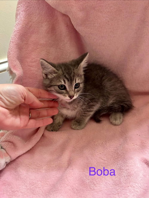*Boba photo 2