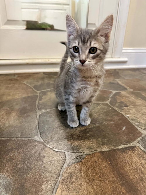 *Boba, an adoptable Domestic Short Hair in Forest, VA