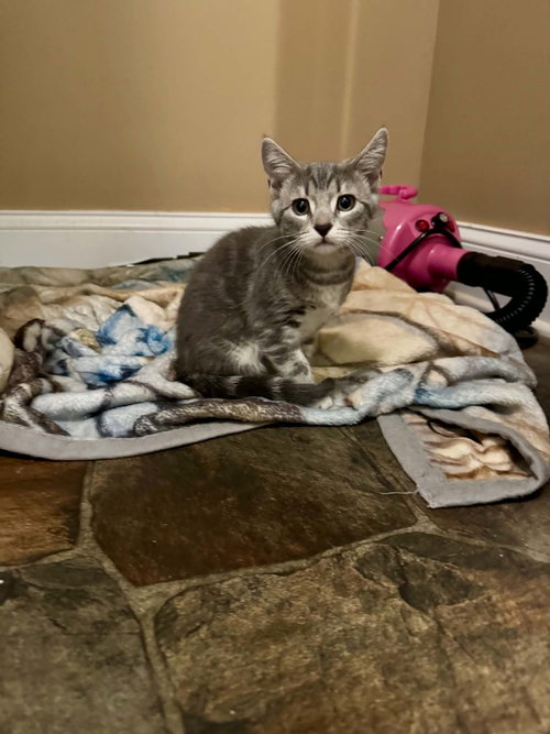 *Miso, an adoptable Domestic Short Hair in Forest, VA