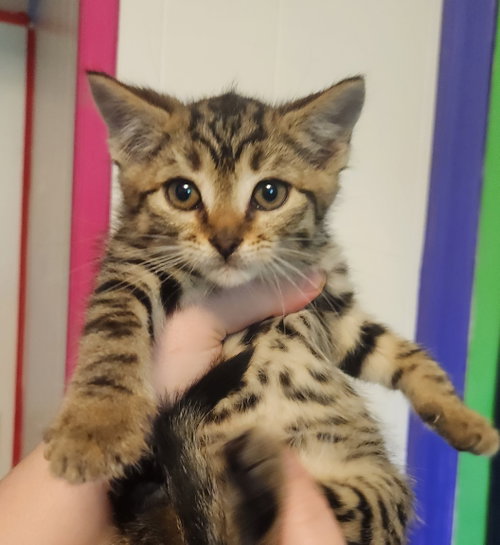 *Sweetie, Young Domestic Short Hair (short coat), cat for adoption in Forest, Virginia