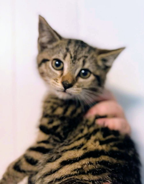 *Lovie, Young Domestic Short Hair (short coat), cat for adoption in Forest, Virginia