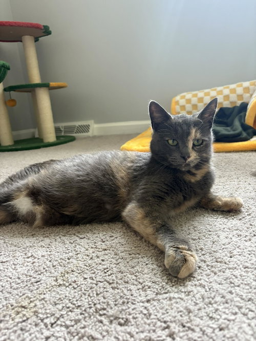 *Gloria, Adult Domestic Short Hair (short coat), cat for adoption in Forest, Virginia