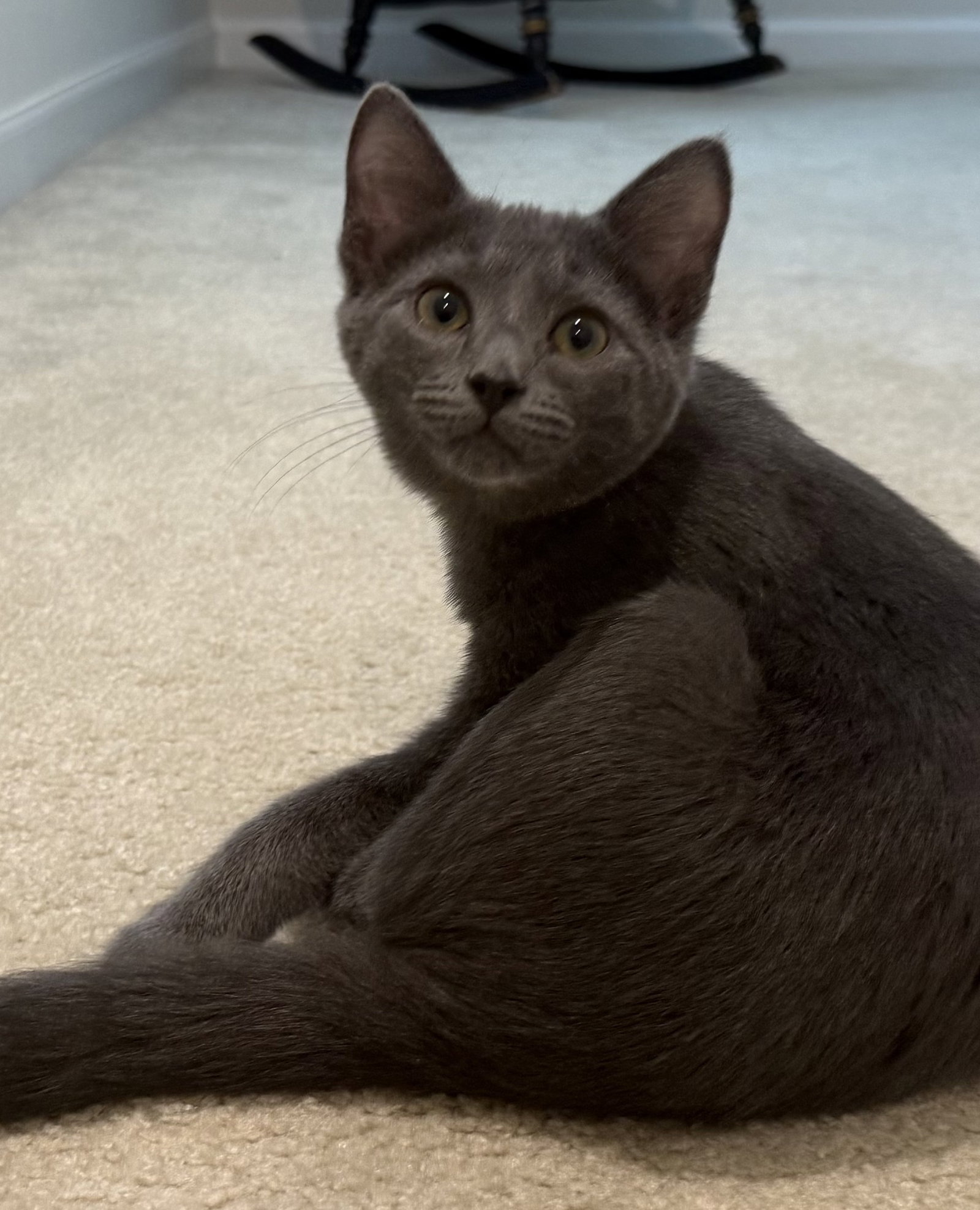 *Cache, cat