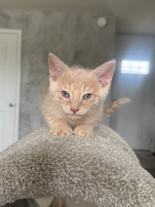 *Cannon, Baby Domestic Short Hair (short coat), cat for adoption in Roanoke, Virginia