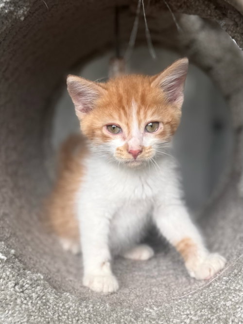 *Bradley, Baby Domestic Short Hair (short coat), cat for adoption in Roanoke, Virginia