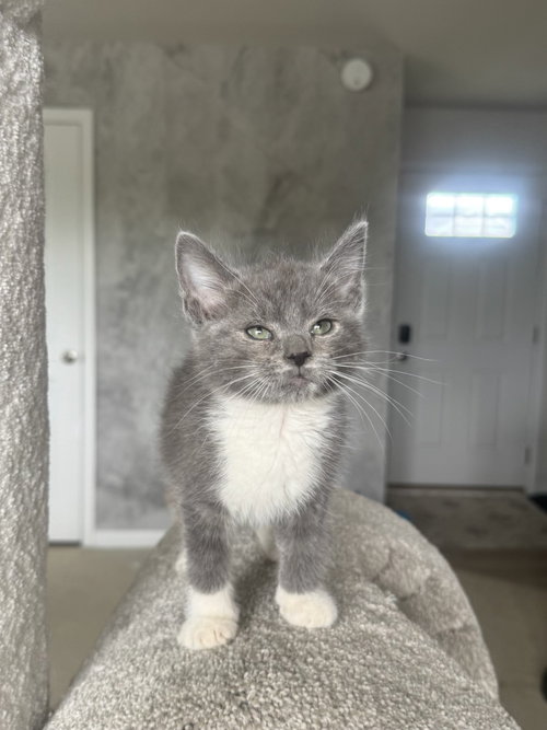 *Coal, Baby Domestic Medium Hair (short coat), cat for adoption in Roanoke, Virginia