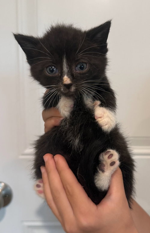 *Hans, an adoptable Domestic Short Hair in Forest, VA