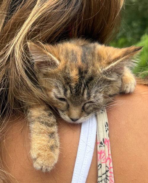 *Irene, Baby Domestic Short Hair (short coat), cat for adoption in Lynchburg, Virginia