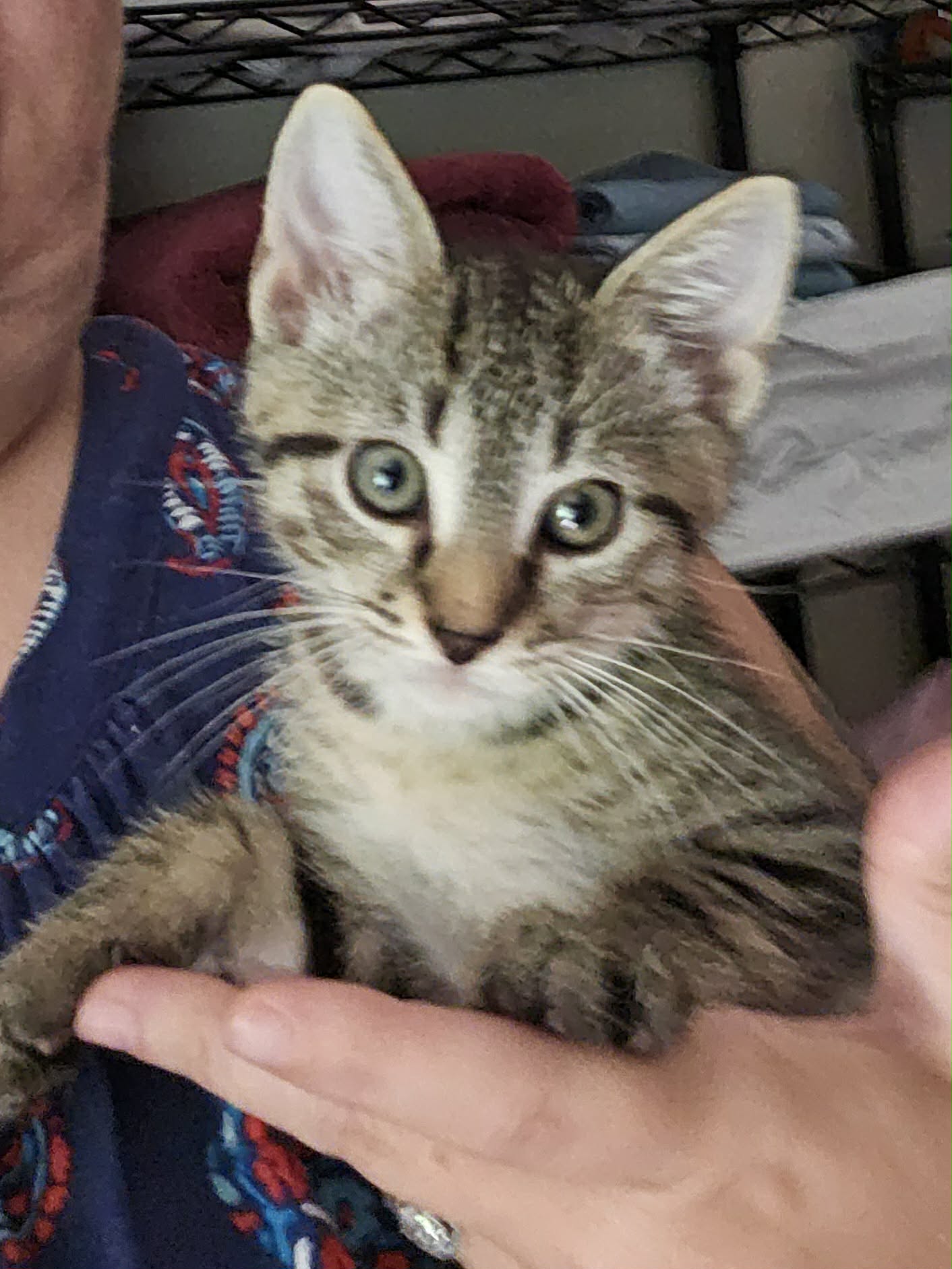 *Maverick, cat