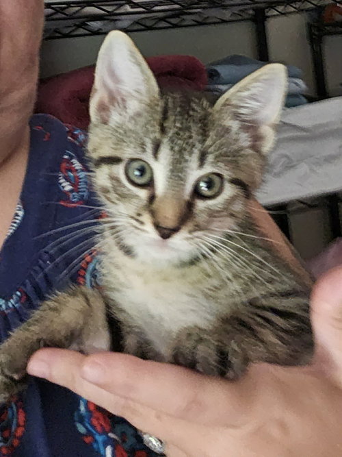 picture of the cat needing adoption