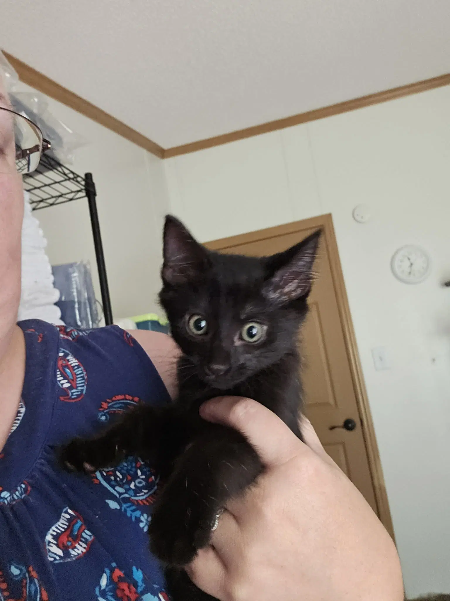 Charlie - Domestic Short Hair