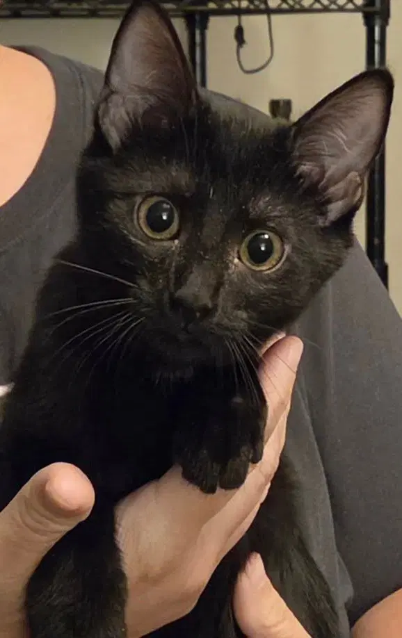 Charlie Girl - Domestic Short Hair