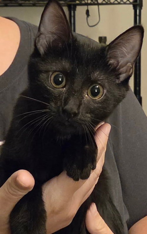 picture of the cat needing adoption