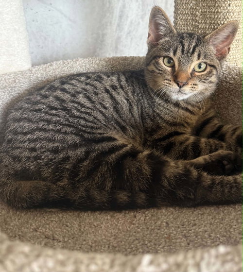 picture of the cat needing adoption