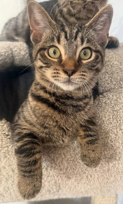 *October, a cat for adoption from Central Virginia Regional Rescue