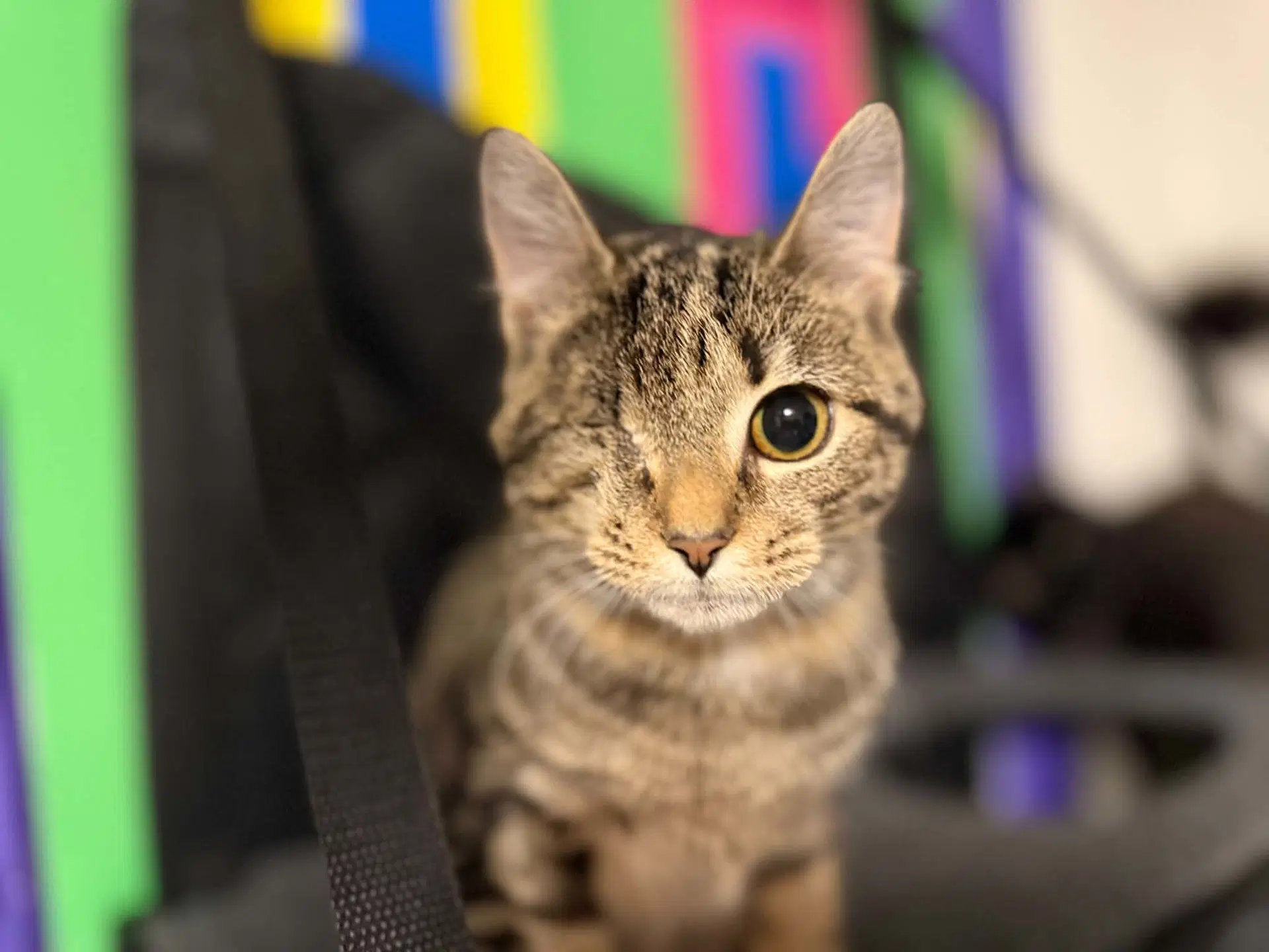 Ginny - Domestic Short Hair