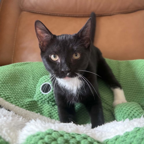picture of the cat needing adoption