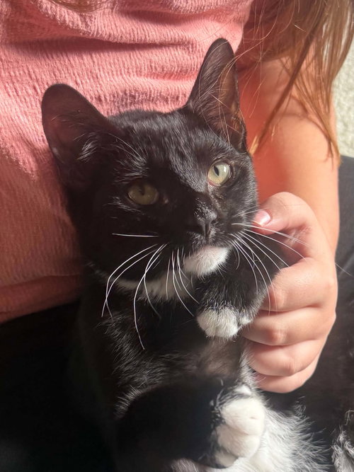 *Wonka, a cat for adoption from Central Virginia Regional Rescue