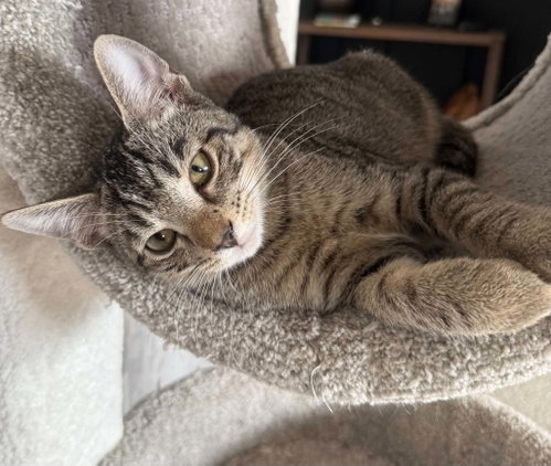 picture of the cat needing adoption