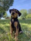 Riley - Photo 1