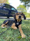 Riley - Photo 2