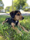 Riley - Photo 3