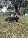 Riley - Photo 6
