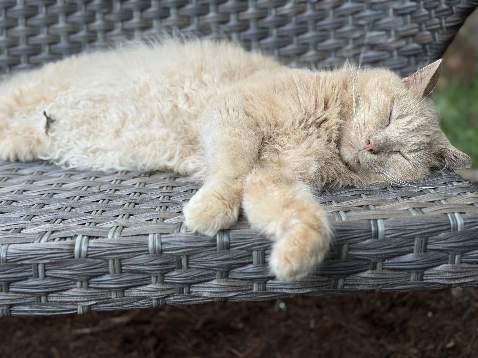 *Harley, Marley & Bobbie - Courtesy Post, cat