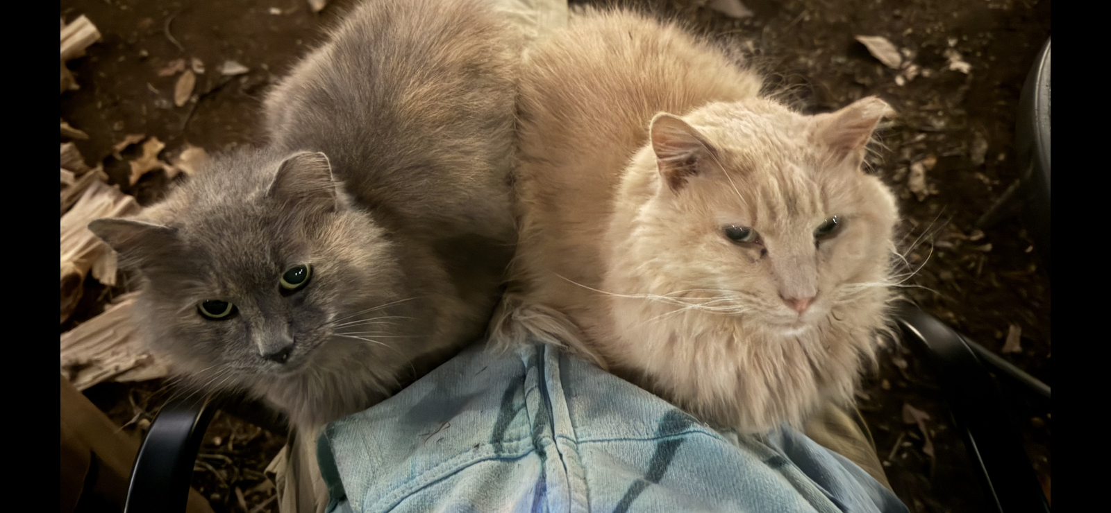 *Harley, Marley & Bobbie - Courtesy Post, photo 2