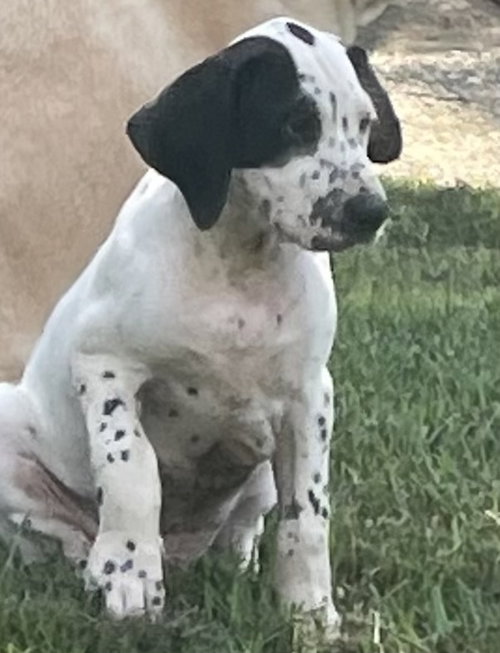 Elvis