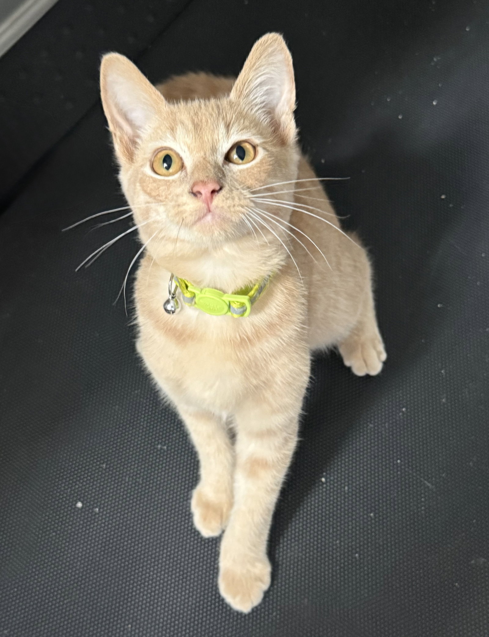 *Groot, cat