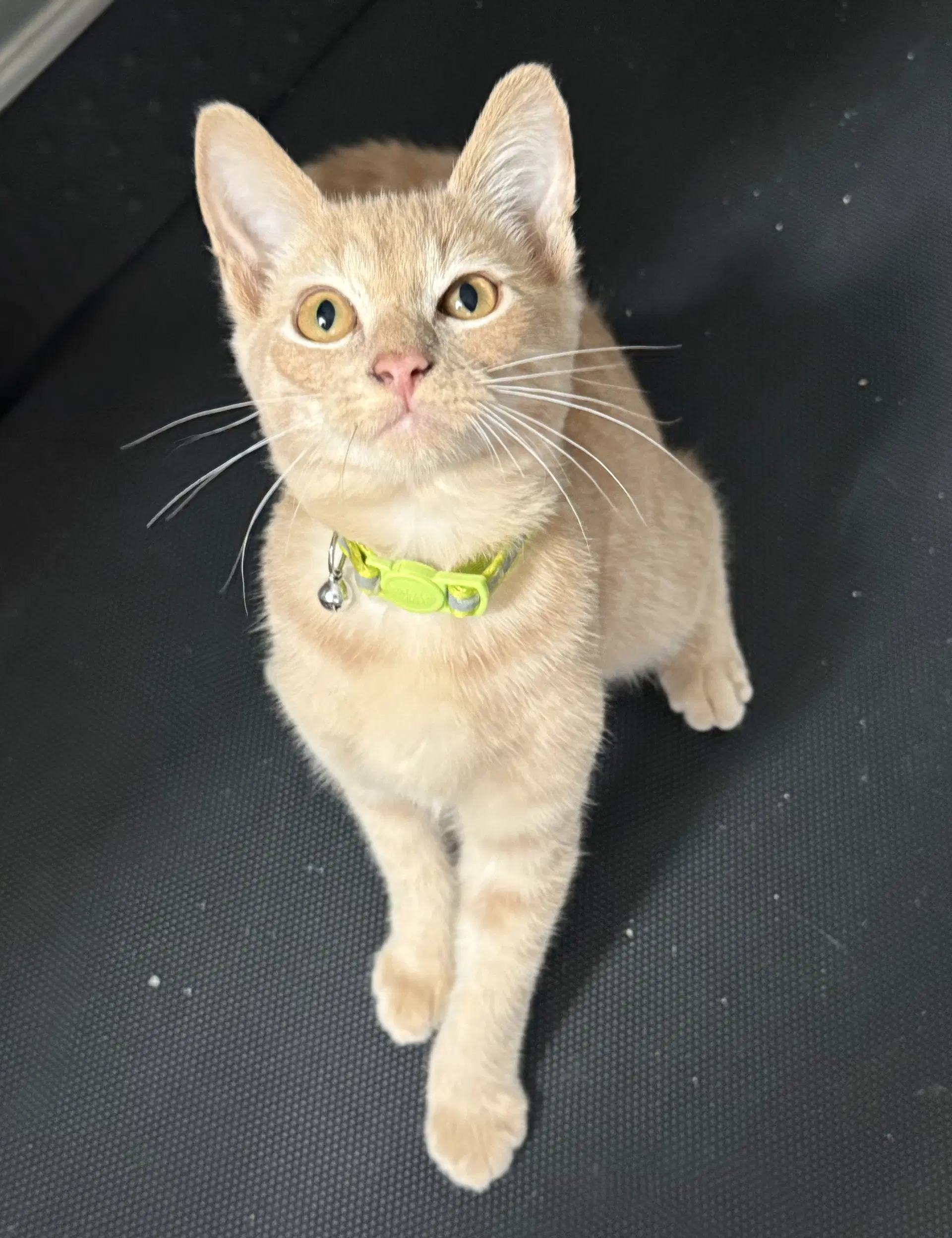 Groot - Domestic Short Hair