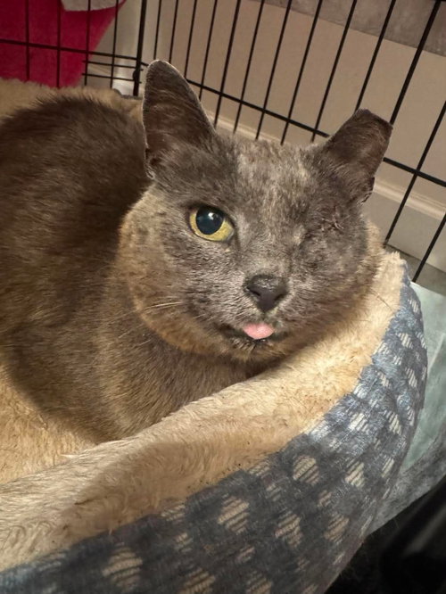 picture of the cat needing adoption