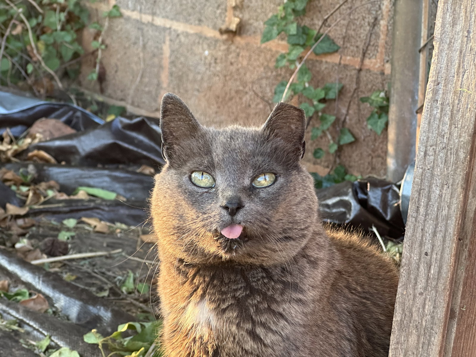 *Gray Mama - Courtesy Post, photo 3