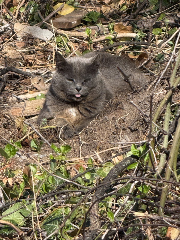 *Gray Mama - Courtesy Post