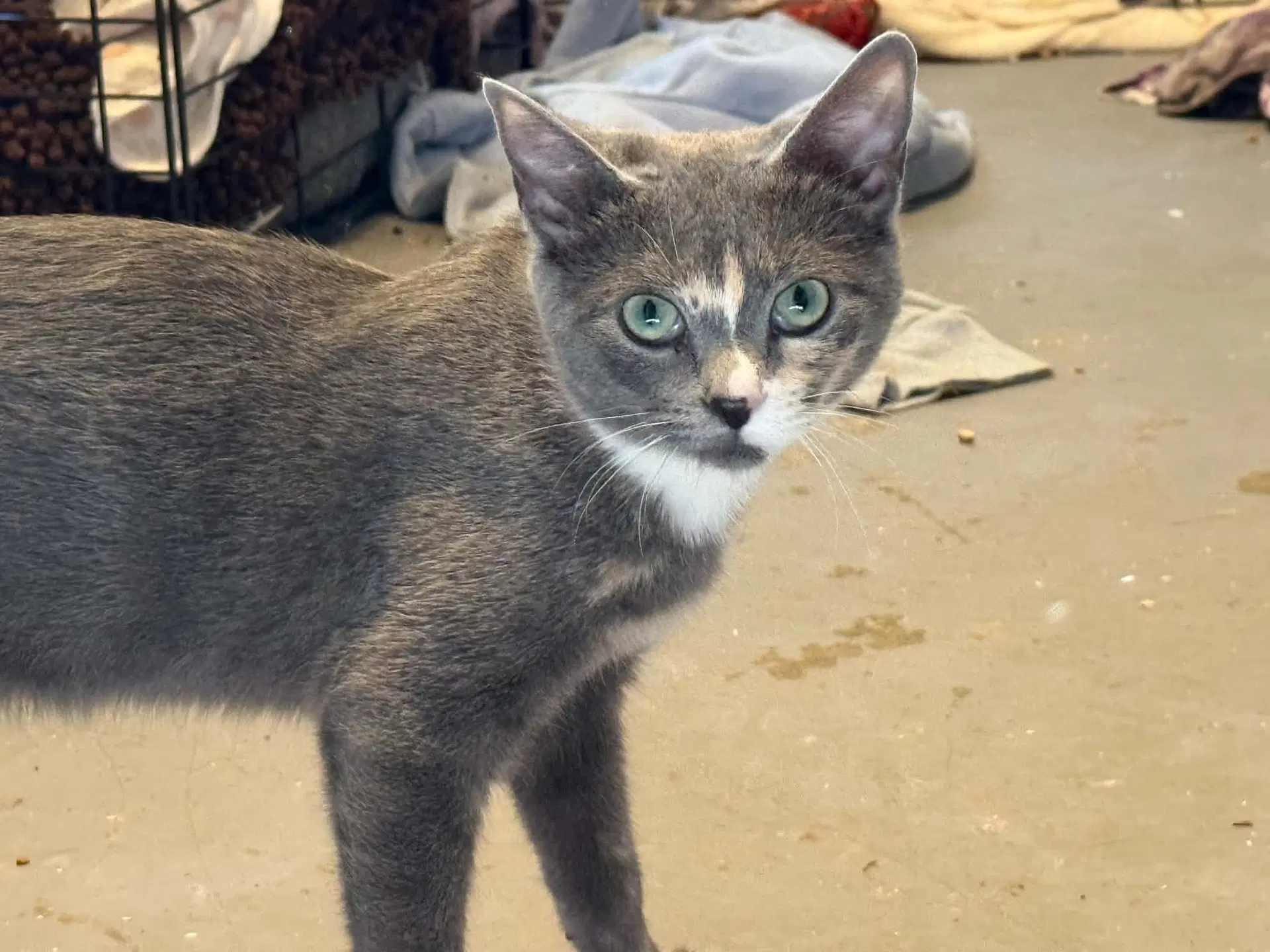 Gabby - Domestic Short Hair