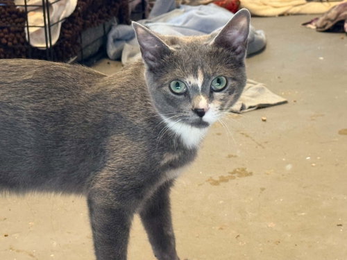 *Gabby, a cat for adoption from Central Virginia Regional Rescue