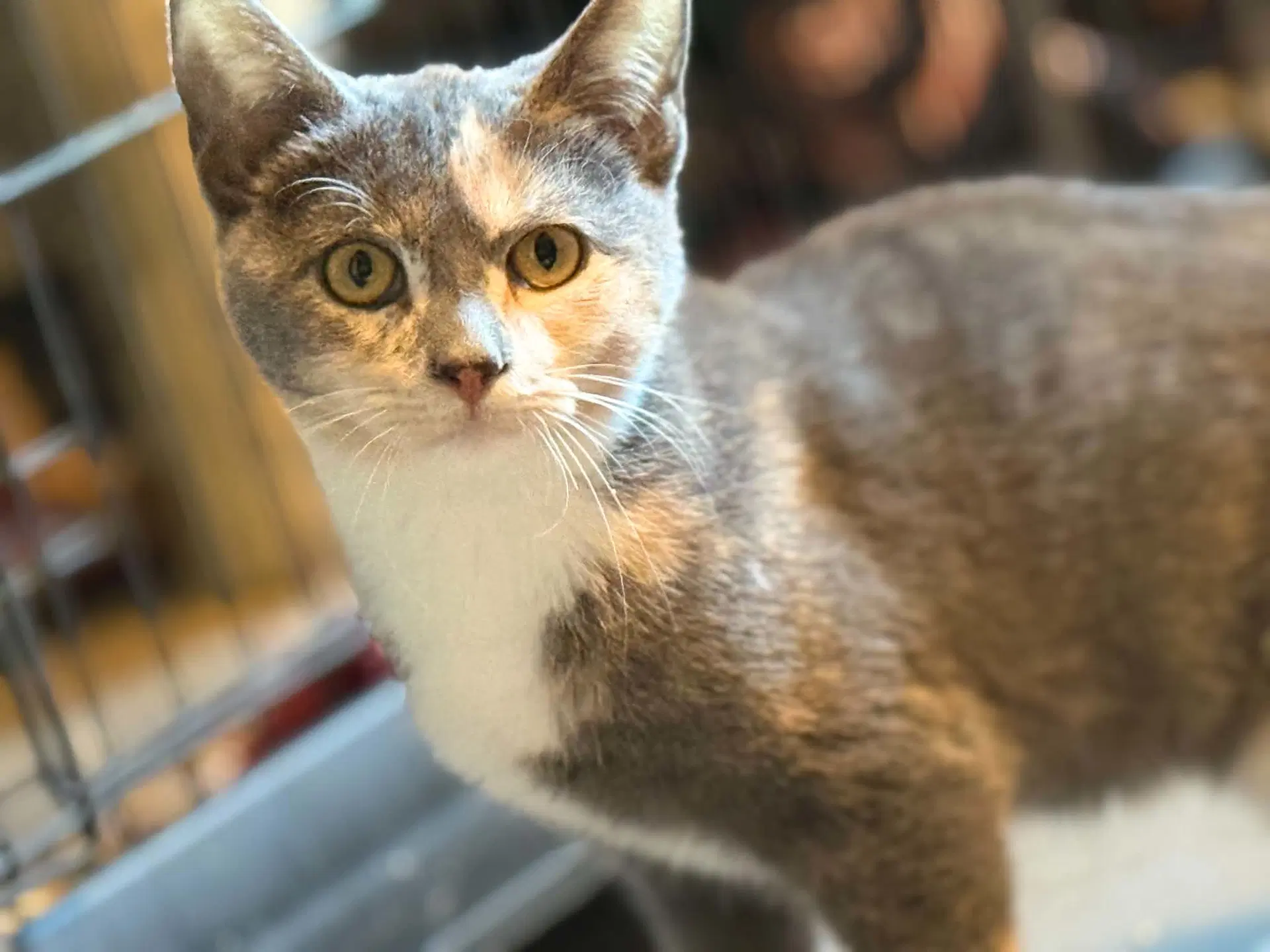 Addy - Domestic Short Hair