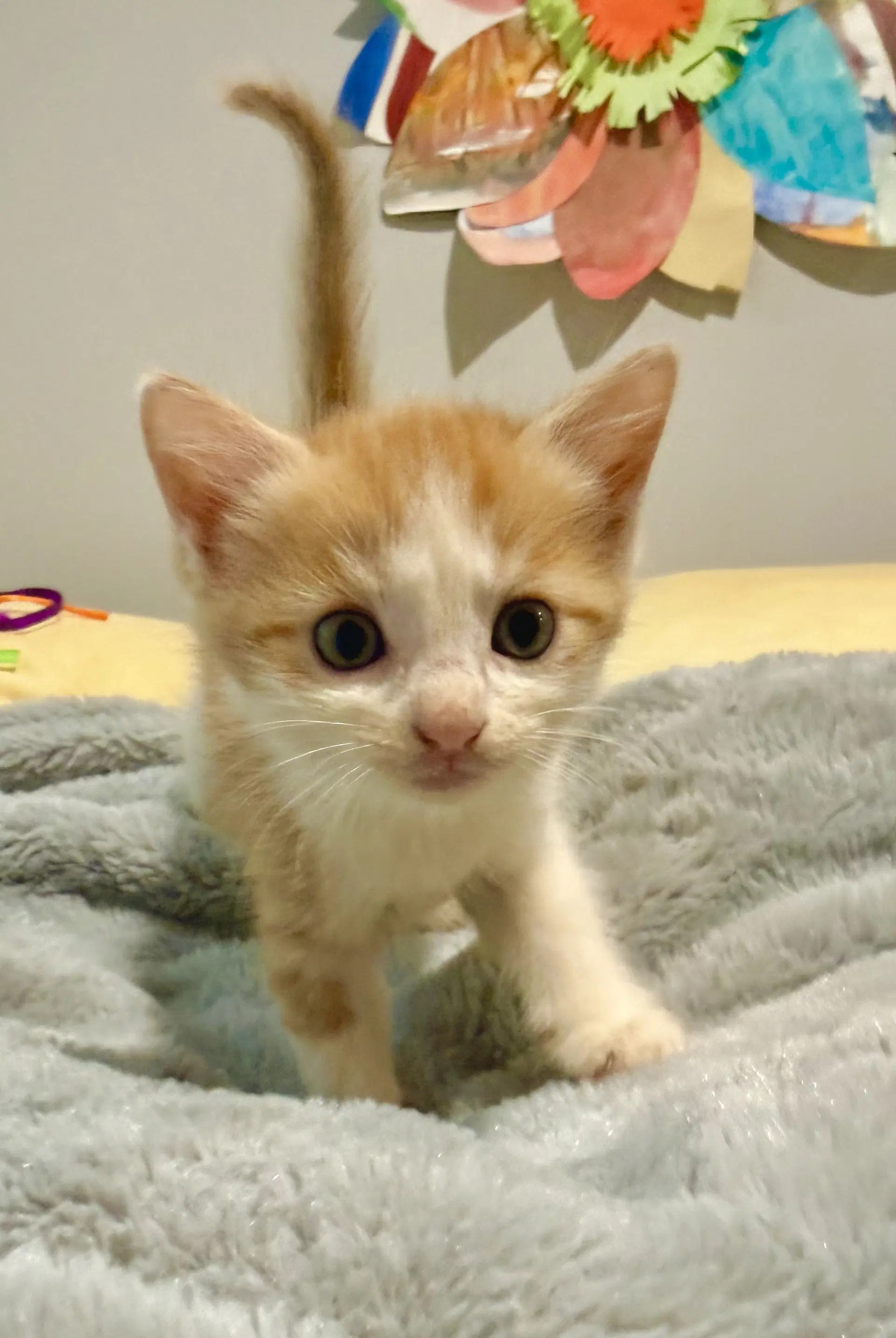 Hermione - Domestic Short Hair