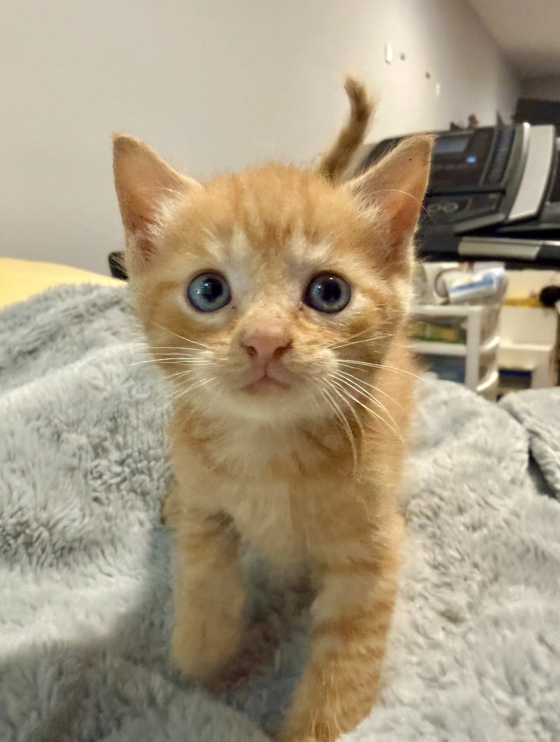 George - Domestic Short Hair