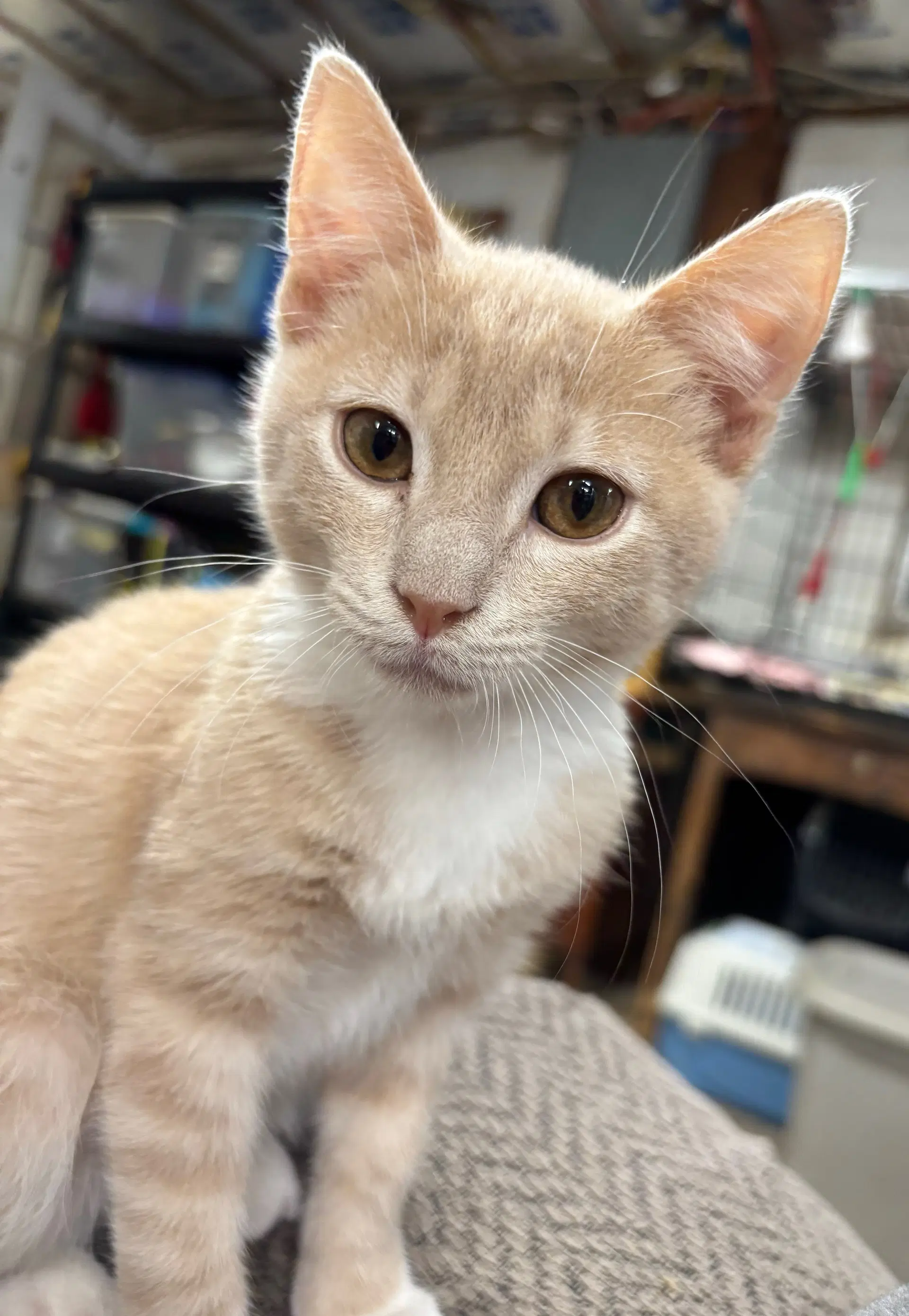 Foxy - Domestic Short Hair