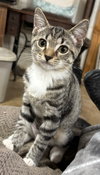 *Wyatte — Lynchburg, VA Adoption