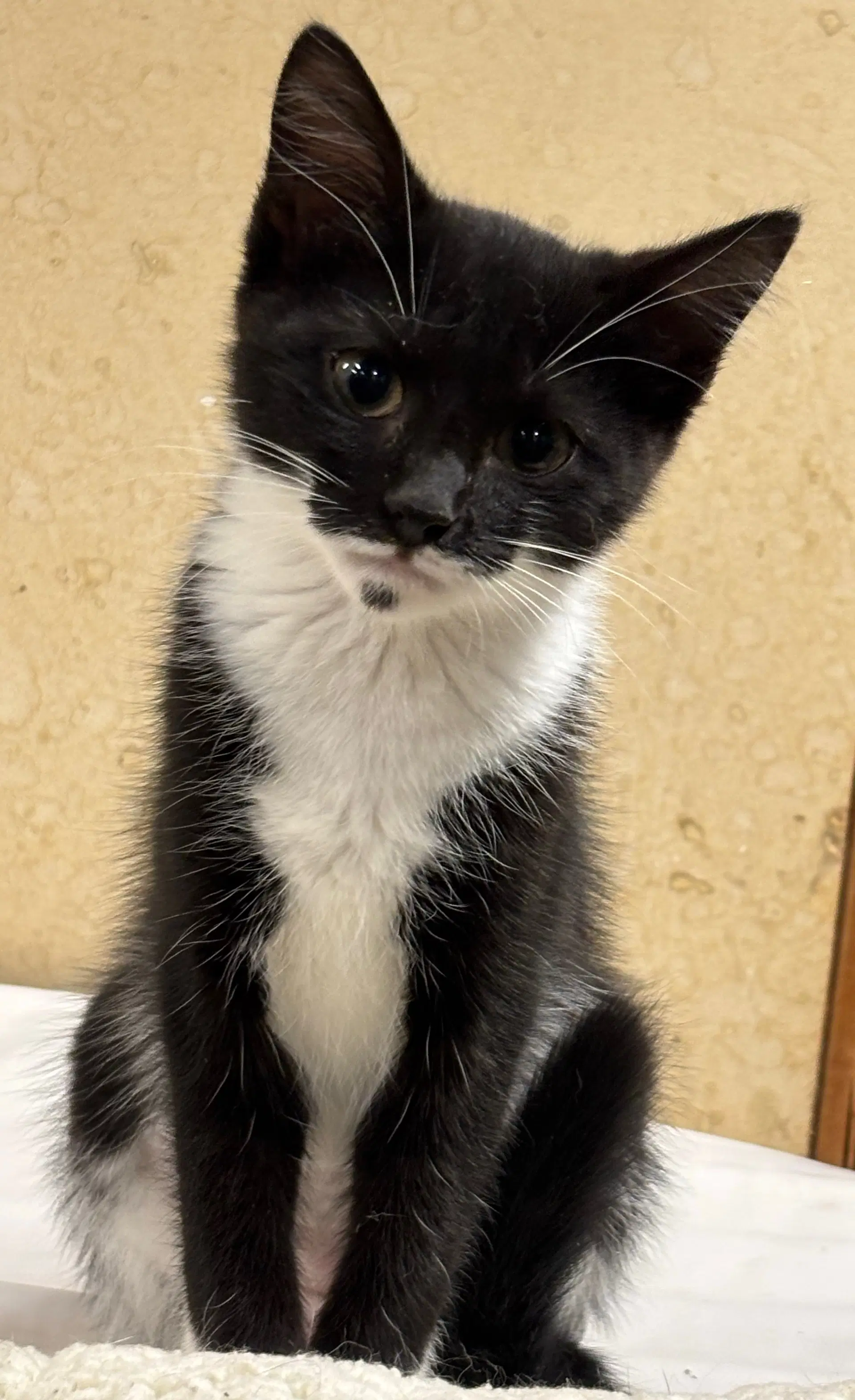 Howler - Domestic Short Hair