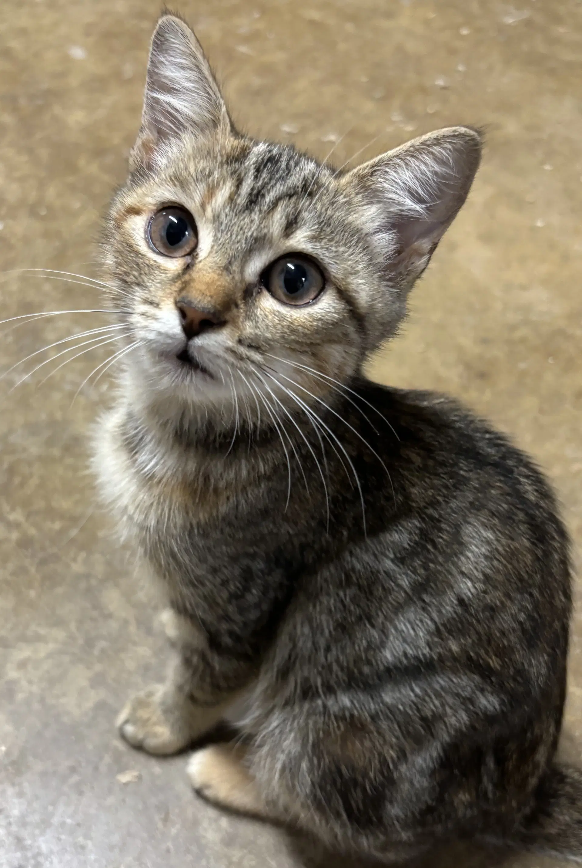 Foxy Marie - Domestic Short Hair