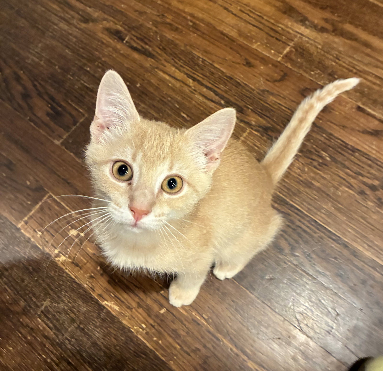 *Leo Biscuit, Domestic Short Hair