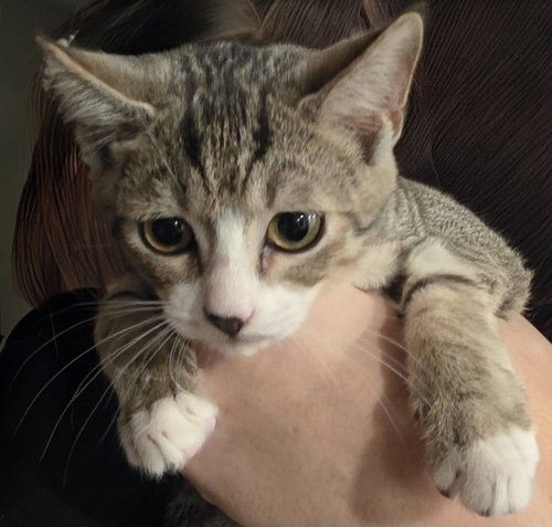 *Digit, a cat for adoption from Central Virginia Regional Rescue