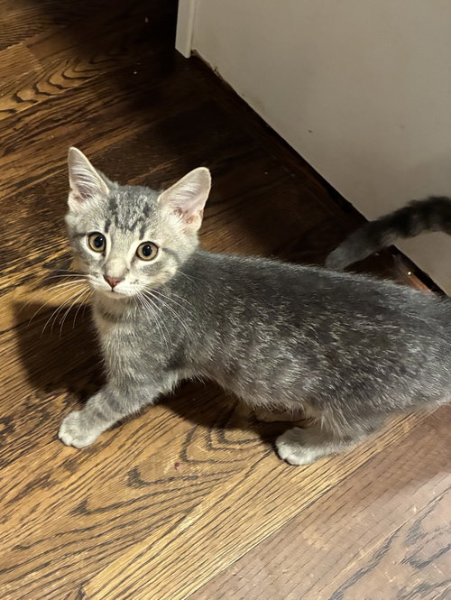 *Toast, a cat for adoption from Central Virginia Regional Rescue